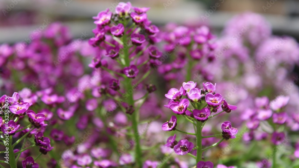 Delicate, violet, wild flowers. 