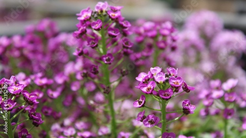 Delicate  violet  wild flowers. 