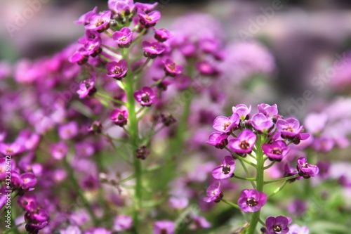 Delicate  violet  wild flowers. 