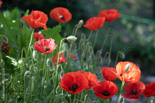 joli coquelicot en fleurs