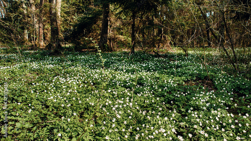 Spring forest glade covered blooming of Wood anemone illuminated by the sun. Floral springtime background. Anemonoides nemorosa or Anemone nemorosa is pretty spring flower of woodlands. Spring forest glade covered blooming of Wood anemone illuminated by the sun. Floral springtime background. Anemonoides nemorosa or Anemone nemorosa is pretty spring flower of woodlands.