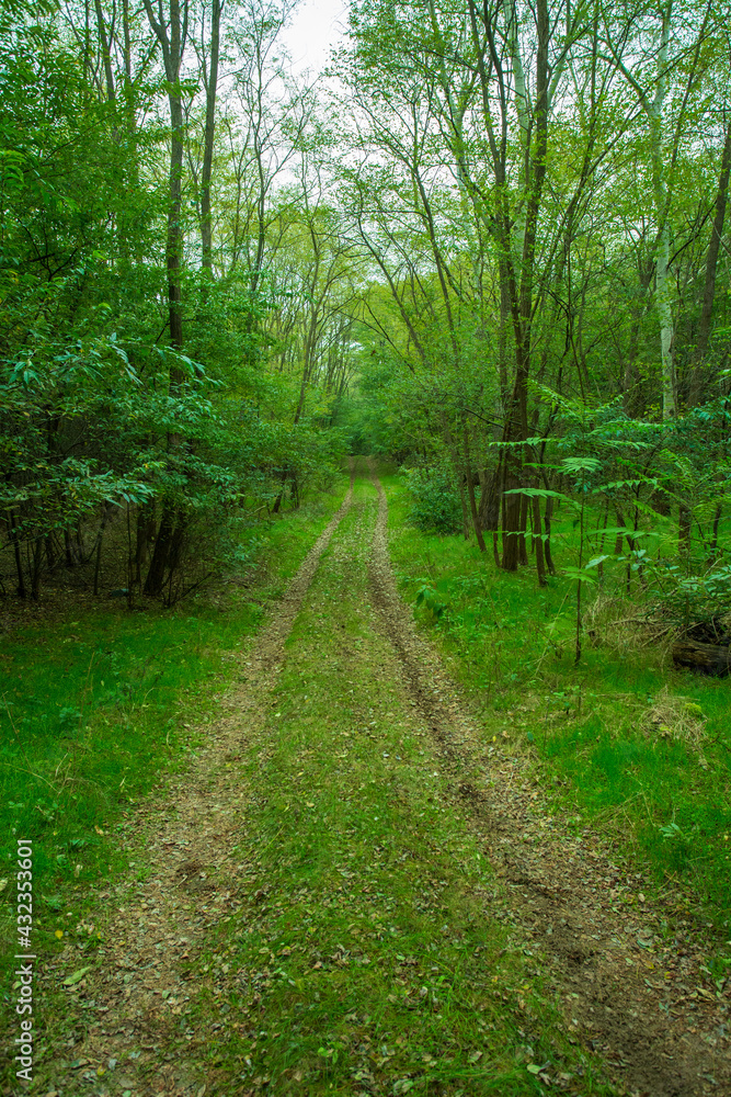 Fototapeta premium Forest road