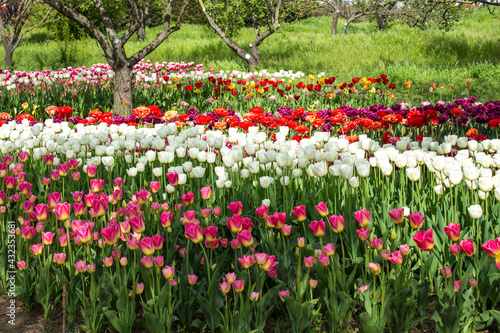 Wallpaper Mural field of tulips Torontodigital.ca