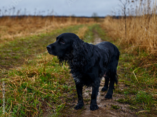 Black dog with long ears stands on wet ground among green and brown grass