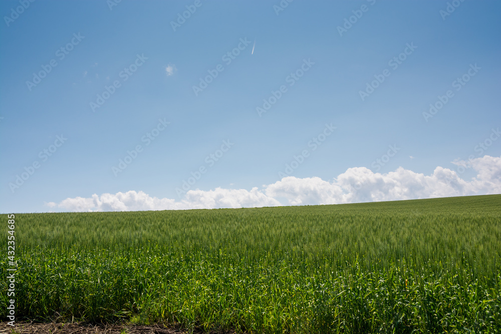 夏の緑の麦畑と青空
夏の緑の麦畑と青空