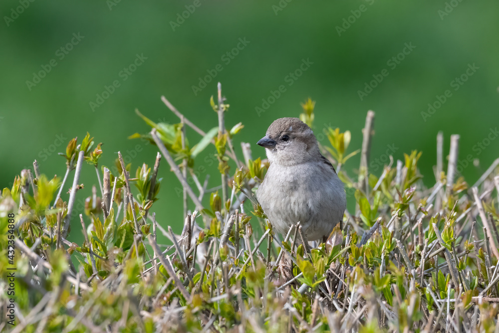House sparrow sits on a spring bush with nice blurry background House sparrow sits on a spring bush with nice blurry background
