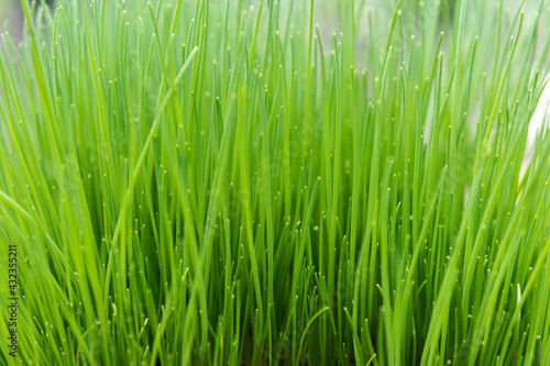 Natural green grass closeup background texture
