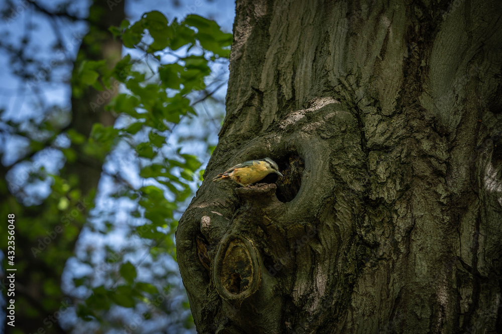 nuthatch sitting on a tree, spring day nuthatch sitting on a tree, spring day