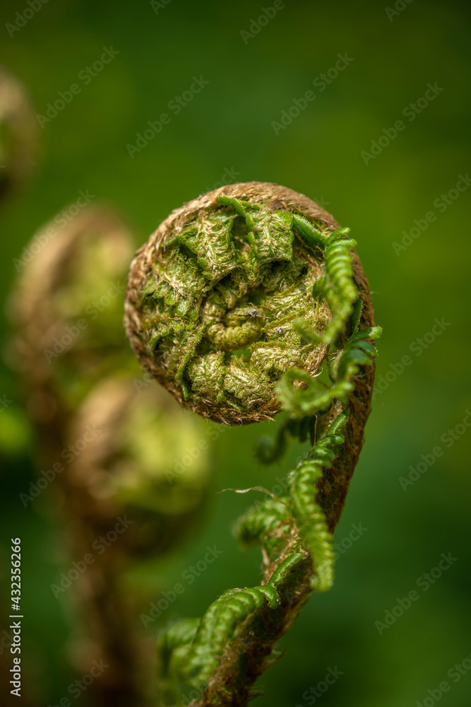growing young bright and juicy fern, spring growing young bright and juicy fern, spring