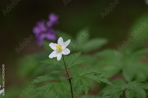 Anemone nemorosa spring wild flowers of wood selective focus and blurry background