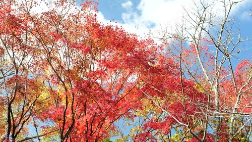紅葉2