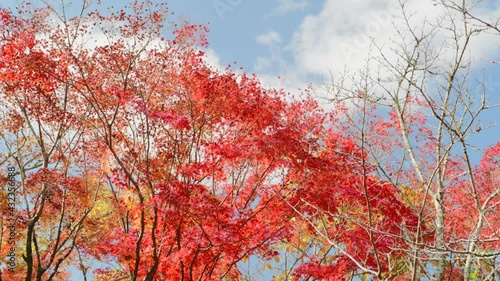 紅葉1