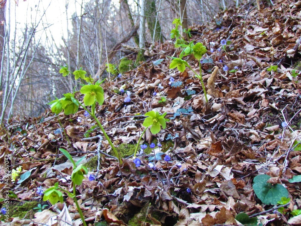 Helleborus odorus and common hepatica (Anemone hepatica) spring wild flowers Helleborus odorus and common hepatica (Anemone hepatica) spring wild flowers