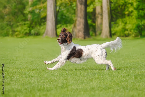 Billede på lærred Small Münsterländer, a rare dog breed, female, running playfully across a green