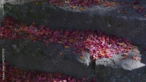 落ち葉と紅葉