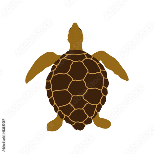 Land turtle. Reptile. Vector illustration.

