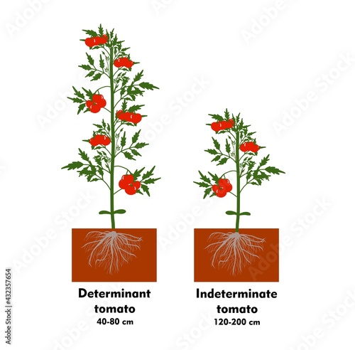 Planting tomatoes in the ground. Growing a tomato. Seedling. Disembarkation in the greenhouse. Vegetable growing technology. Horticulture. Determinant and indeterminate hybrids