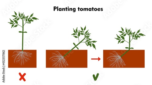 Planting tomatoes in the ground. Growing a tomato. Seedling. Disembarkation in the greenhouse. Vegetable growing technology. Horticulture. Determinant and indeterminate hybrids