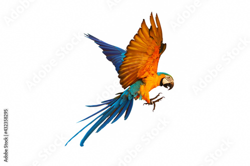 Colorful macaw parrot flying isolated on white