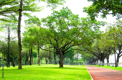 Fototapeta Naklejka Na Ścianę i Meble -  Banyan trees in urban parks in China