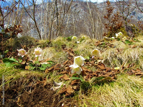 White blooming christmas rose (Helleborus niger) flowers and grass with trees and mountains behind