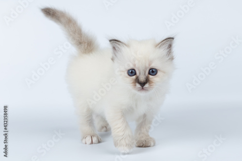 Sacred Birman kitten on a light background, birma