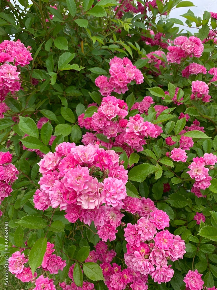 Pink small roses blooming Pink small roses blooming