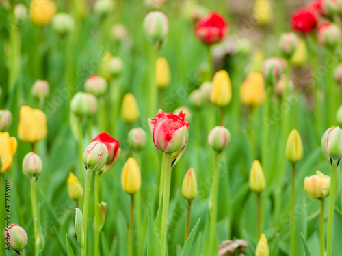 Fototapeta Naklejka Na Ścianę i Meble -  Blooming tulips. Beautiful spring flowers