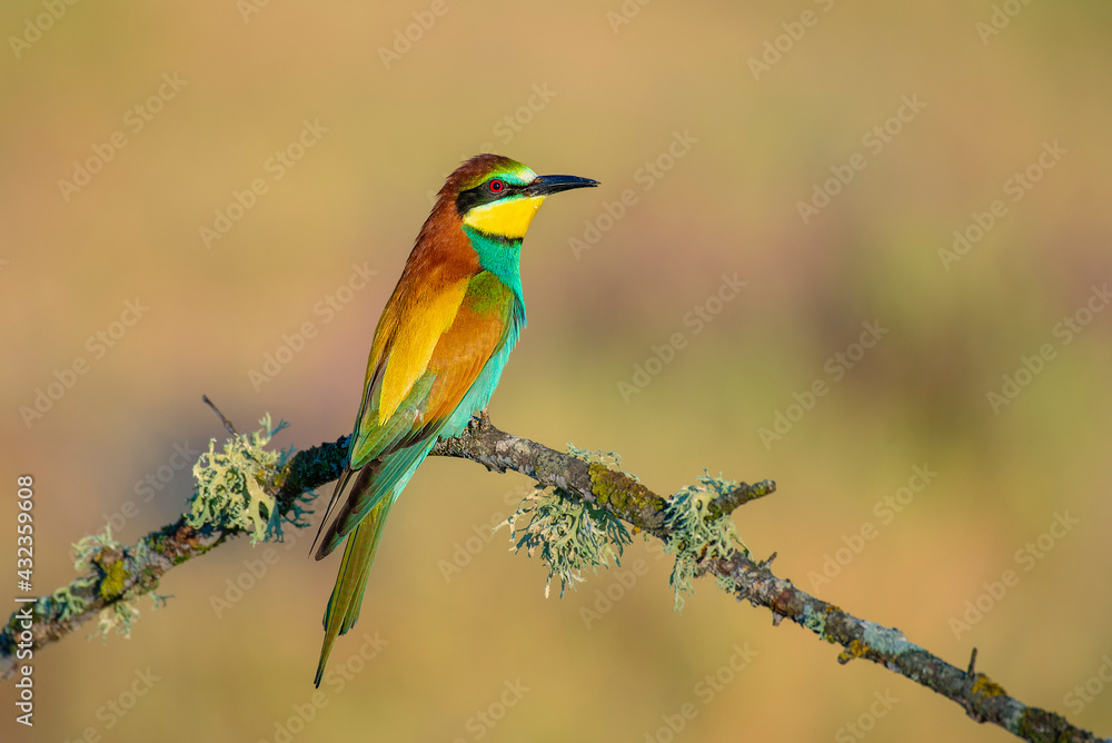 Bee-eater perched on a branch with spring background