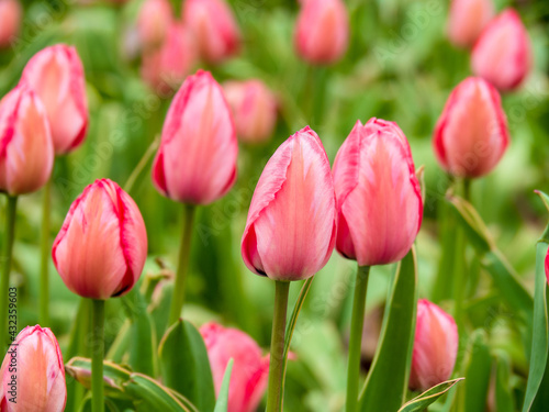 Blooming tulips. Beautiful spring flowers
