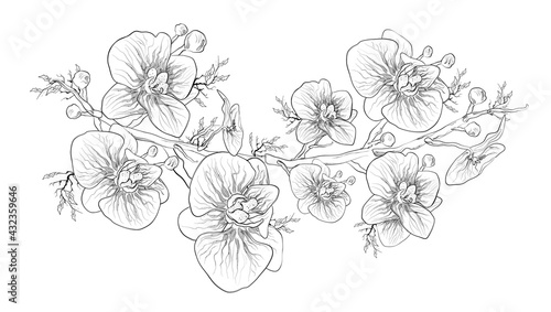 The orchid is a tropical symbol of love. Floral botanical flower isolated on a white background. monochrome, black, white object. decor, art element with exotic branches, leaves for print, paper