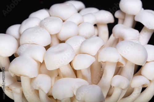 Shimeji mushroom or White beech mushrooms isolated on black background. Shimeji is a group of edible mushrooms native to East Asia. Shimeji is rich in umami tasting compounds.
