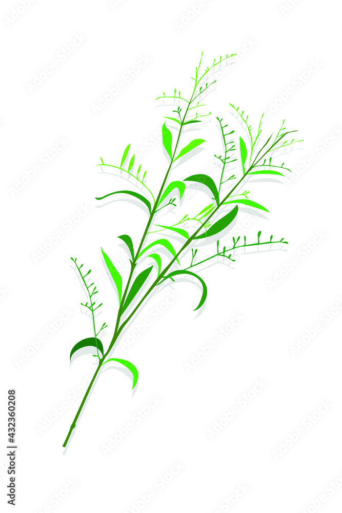 Fototapeta premium Andrographis paniculata