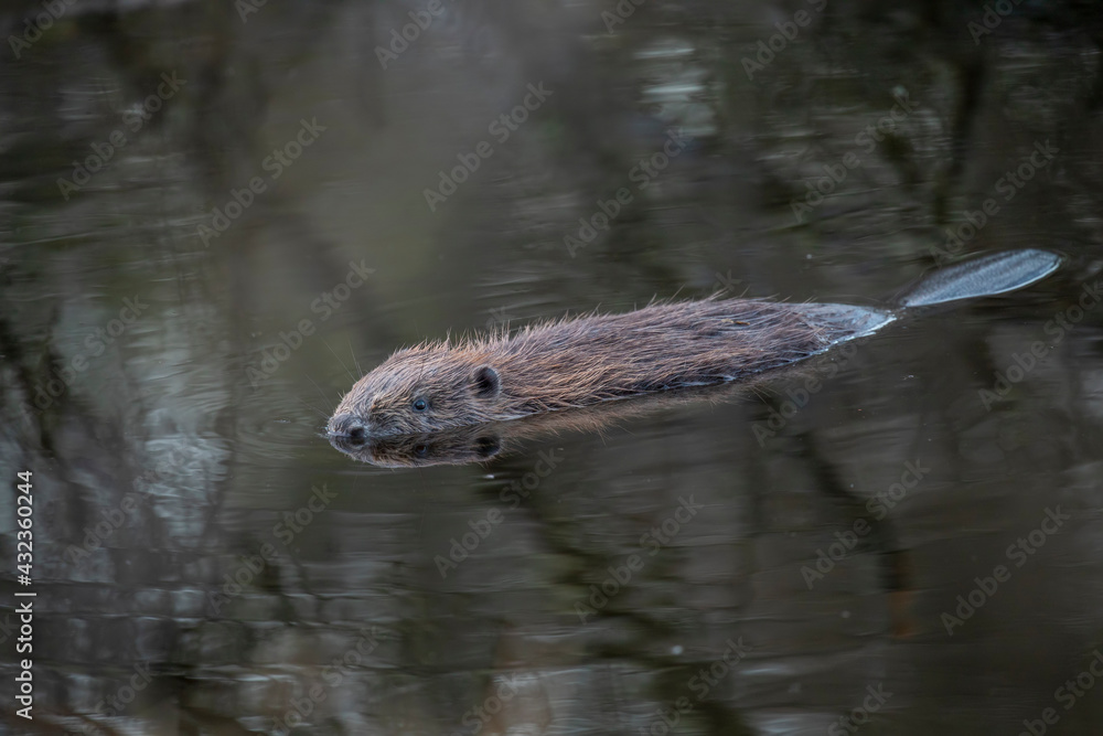 Euroasian beaver, Castor fiber, floating on a calm pond with reflection during early morning on a spring day in scotland.