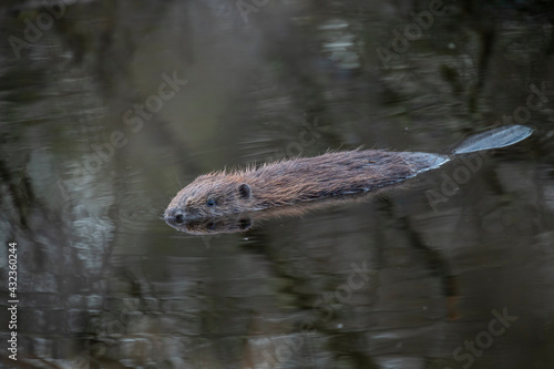 Euroasian beaver, Castor fiber, floating on a calm pond with reflection during early morning on a spring day in scotland.