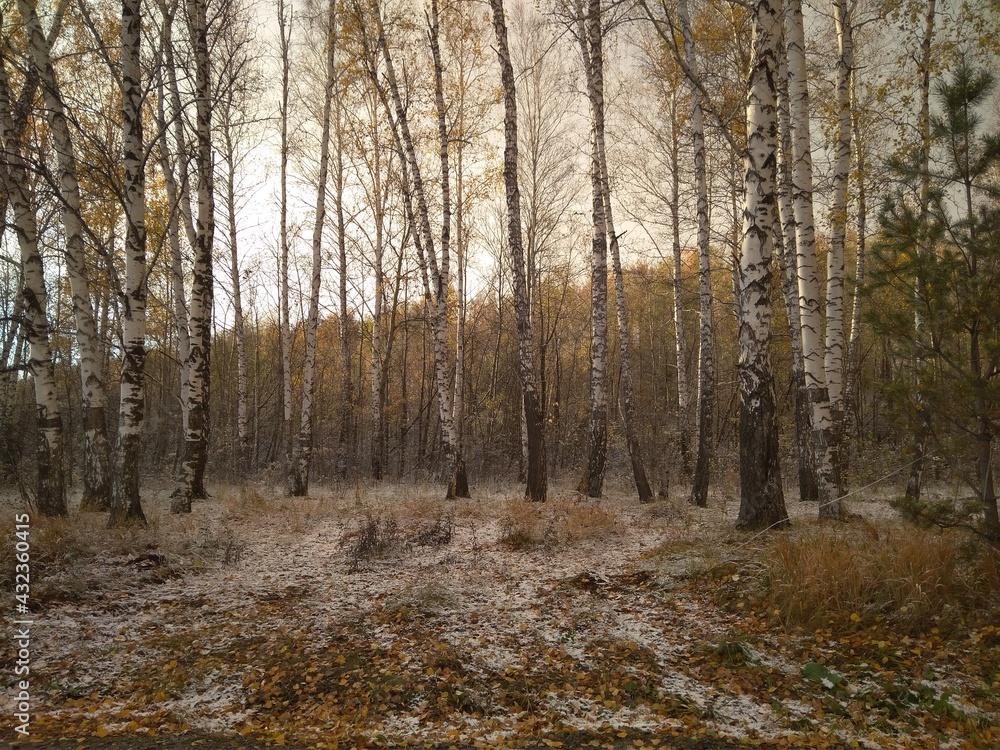 autumn with yellow leaves on trees in the forest journey in the snowfall