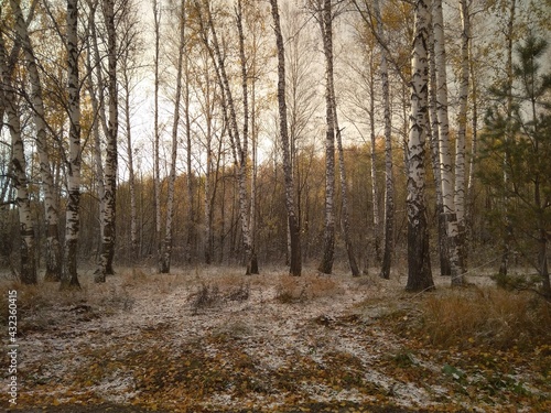 autumn with yellow leaves on trees in the forest journey in the snowfall