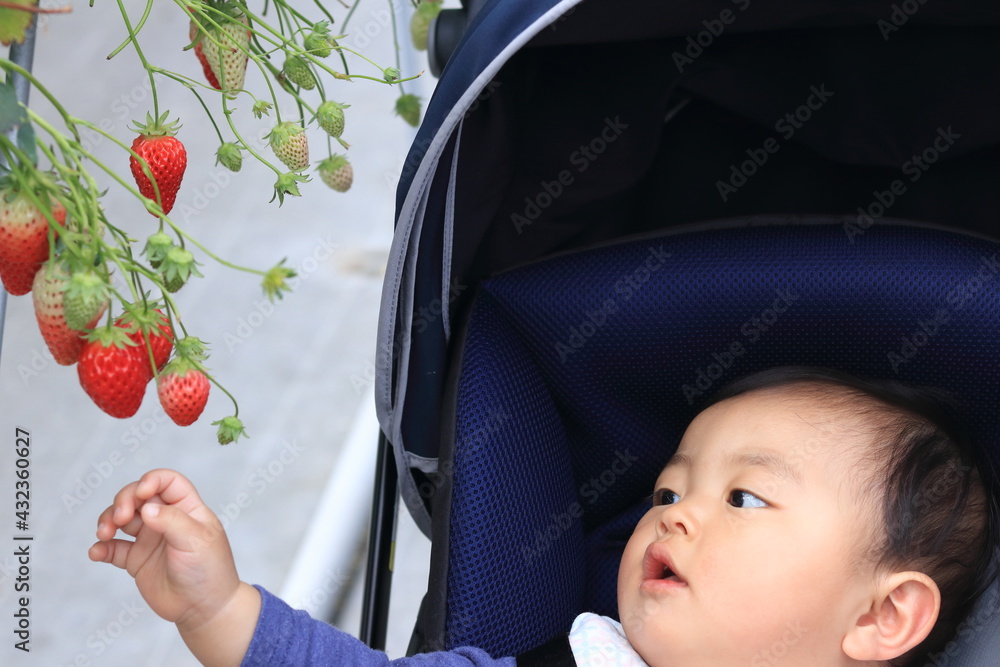 いちご狩りを体験しているベビーカーに乗った赤ちゃん Stock Photo Adobe Stock