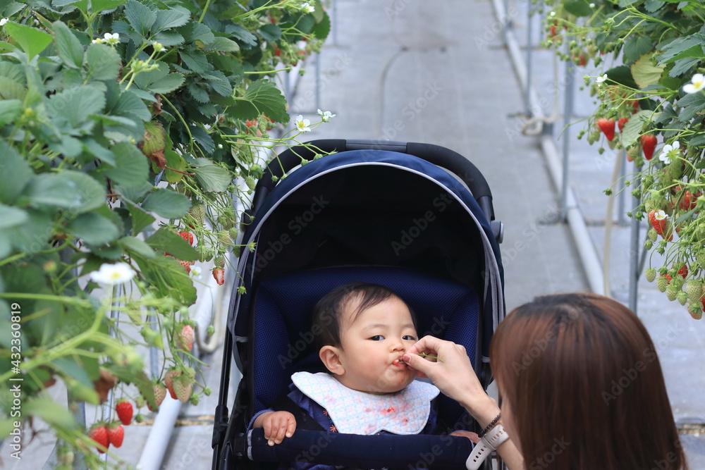 いちご狩りを体験しているベビーカーに乗った赤ちゃん Stock Photo Adobe Stock