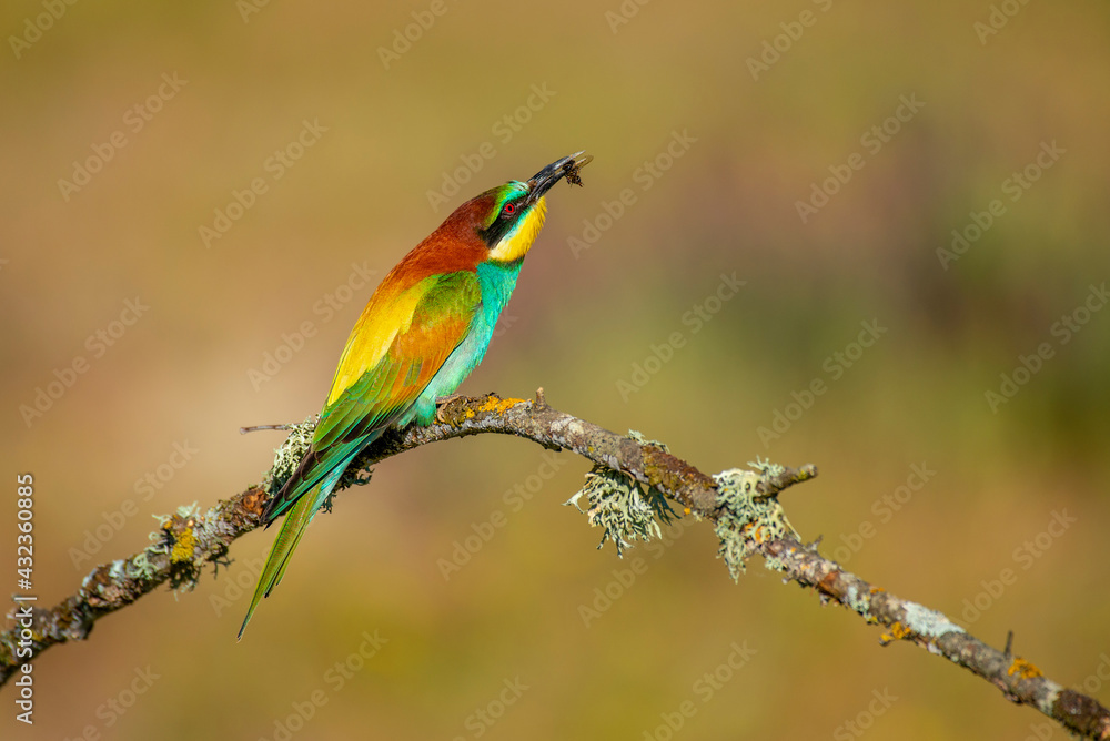 Obraz premium Bee-eater perched on a branch with spring background