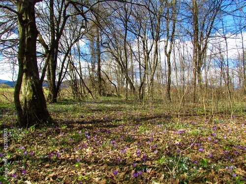 European hornbeam forest in spring with white common snowdrop (Galanthus nivalis), purple spring crocus (Crocus vernus) and green Helleborus odorus