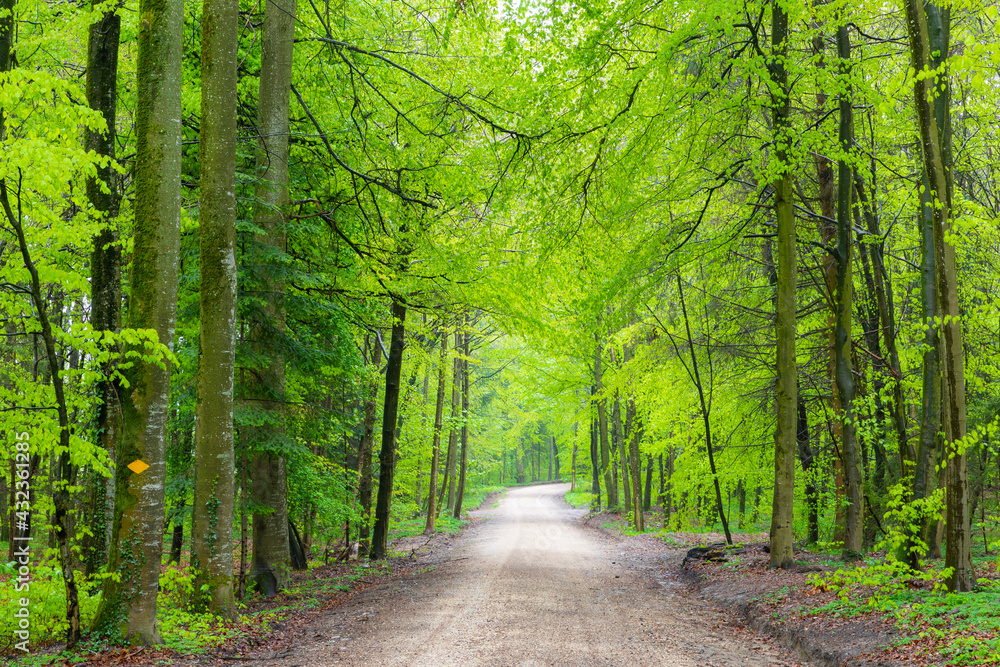 Fototapeta premium waldweg in der schweiz im frühling