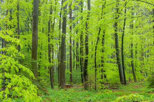 buchenwald im frühling bei regen mit frischem grün © anmuht.ch fotografie