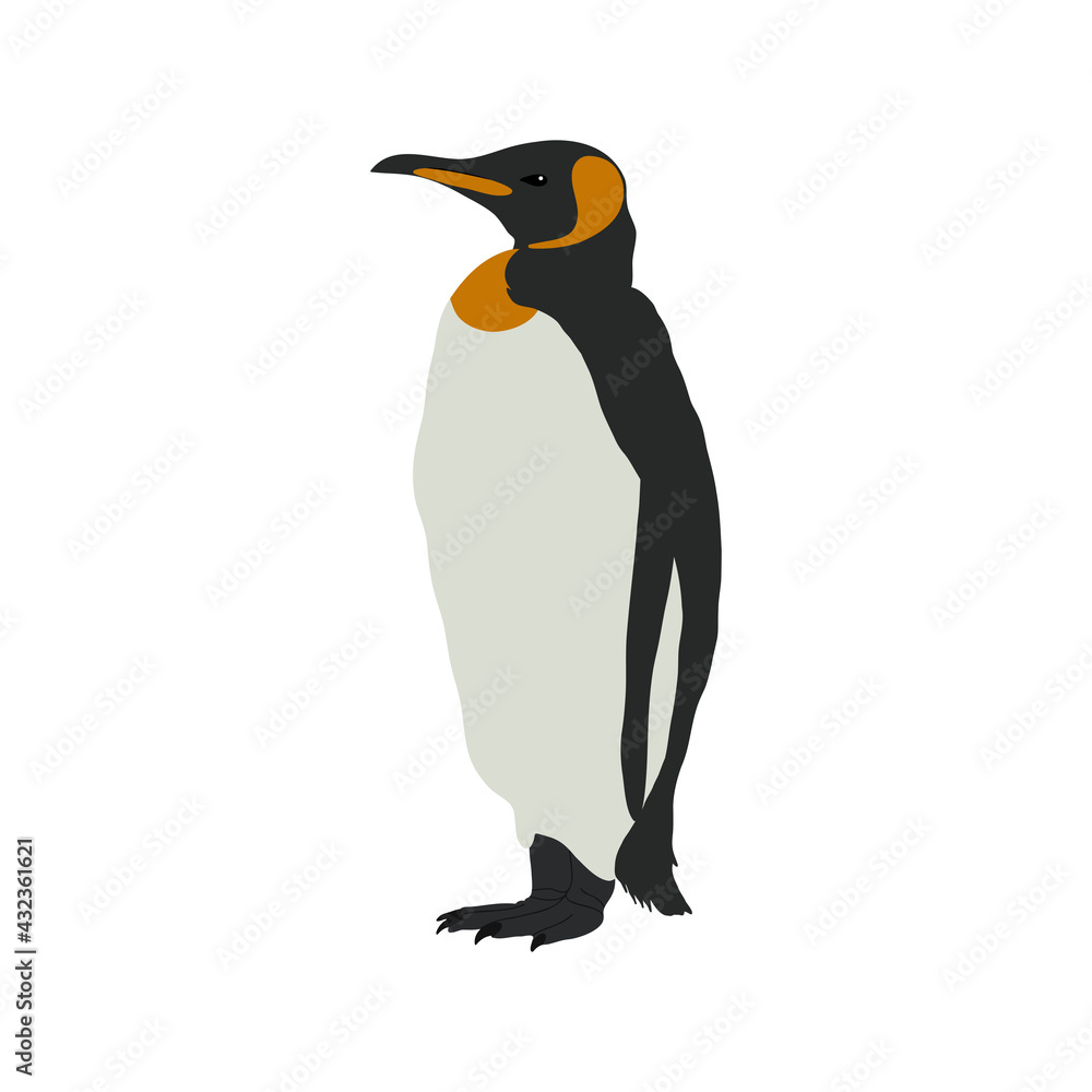 Fototapeta premium King penguin. Flightless seabird. Vector illustration. 