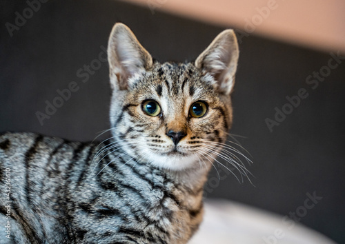 Fototapeta Naklejka Na Ścianę i Meble -  Savannah cat starring