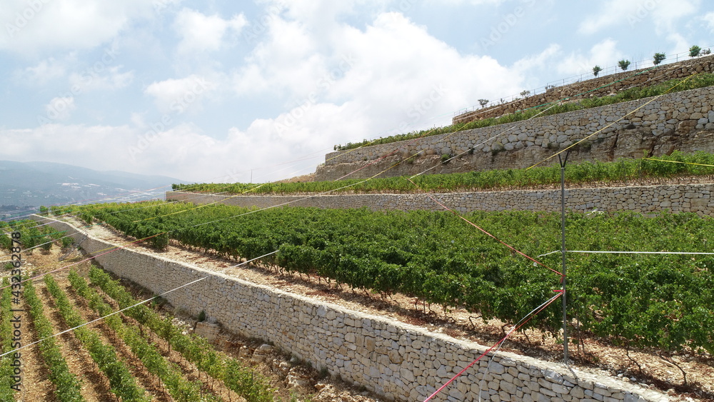 Fototapeta premium Harvest season in the vineyard. Different types of wine. Syrah, Cabernet franc, Cabernet Sauvignon and Merlot. Summer season. Vineyard walk. Lebanese wine in progress. Family business. Cloudy weather