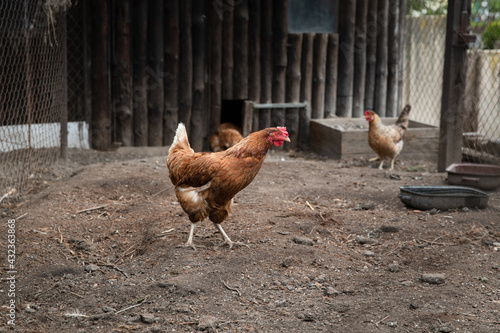 Chicken hen walking in rural family garden