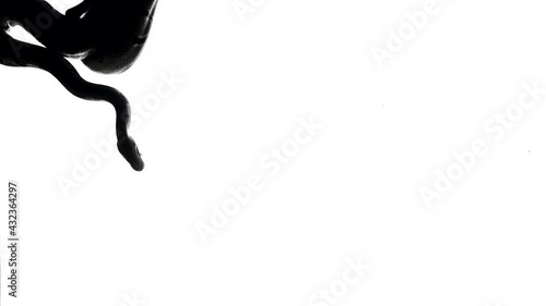 Shooting of snake silhouette top of screen, camera from bottom