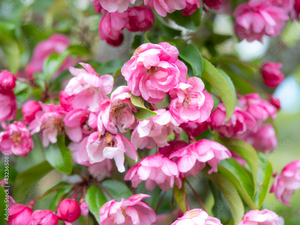 Lovely double pink crab apple tree blossom