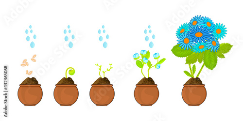Phases of plant growing. Seeds sprout in ground. Timeline infographic of planting flower process. Life cycle plant evolution concept. Graphic of gardening seedling plant. Stock vector illustration